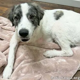 Koby in FL - Playful & Friendly Tripod!