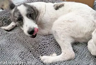 Koby in FL - Playful & Friendly Tripod!
