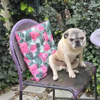 Toby