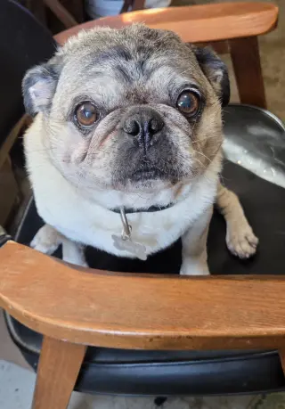 Toby