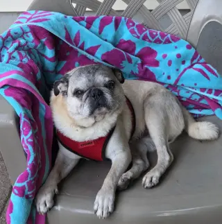 Toby