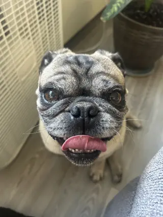 Toby