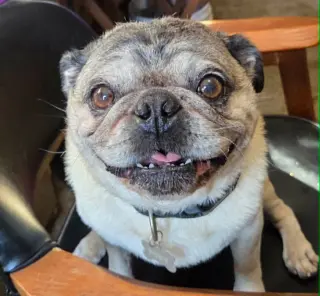 Toby