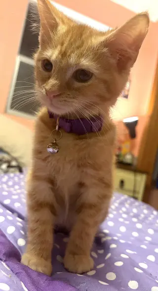 KITTEN JERRY