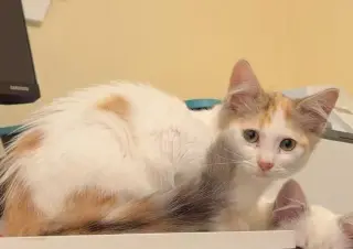 Pansy (bonded w/Honey Bee)