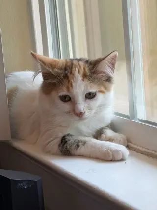 Pansy (bonded w/Honey Bee)
