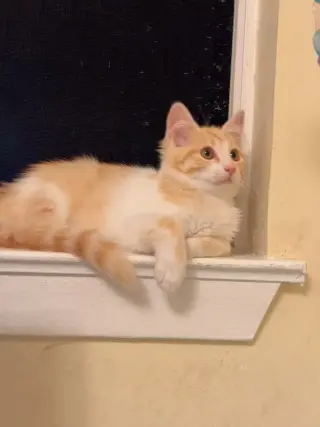 Honey Bee (bonded w/Pansy)