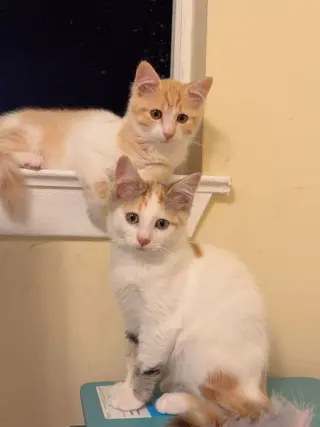 Honey Bee (bonded w/Pansy)