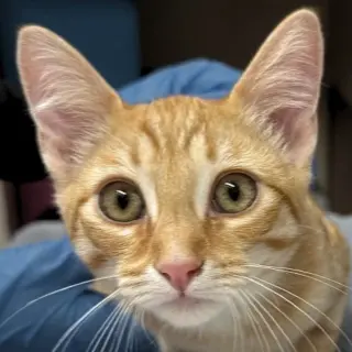 Tangelo