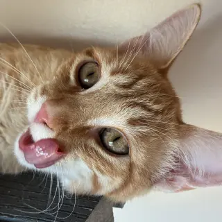 Tangelo