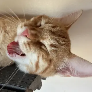 Tangelo