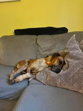 Ottis