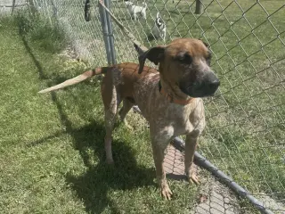 Ottis
