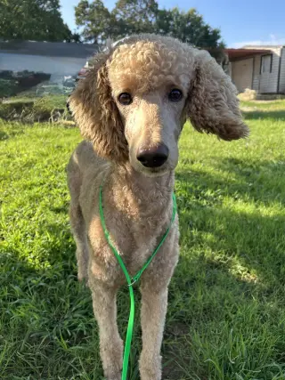 Tortellini Jul 26 - A one dog guy