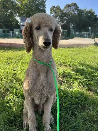 Tortellini Jul 26 - A one dog guy