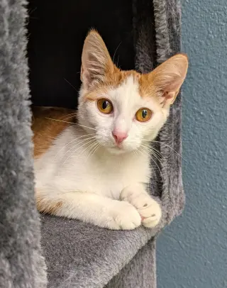 Amos