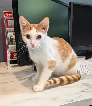 Amos