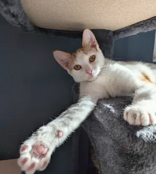 Amos