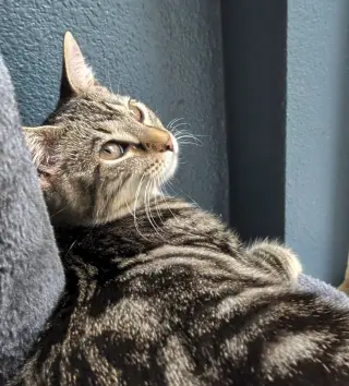 Gertrude