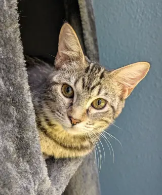 Gertrude
