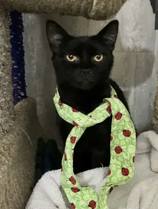 Zaza