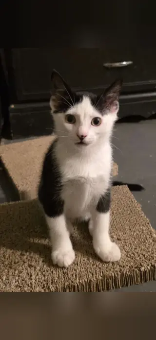 Kai