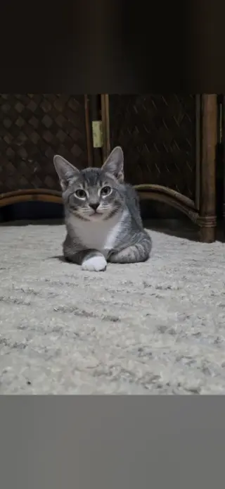 Ziggy