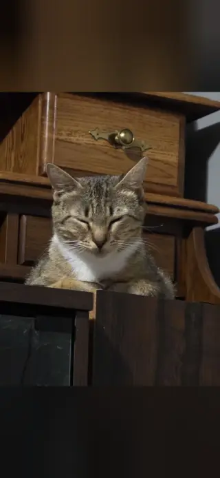 Hazel