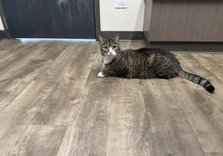 Marius