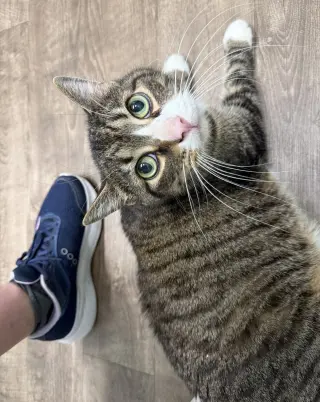 Marius