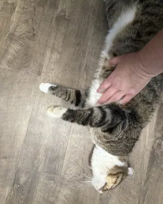 Marius