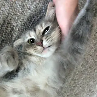 Penny