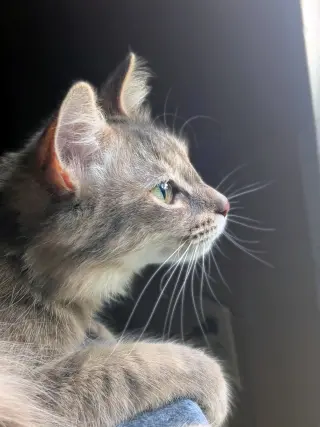 Penny