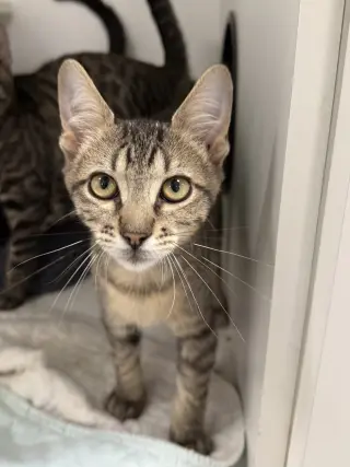 Flufflet