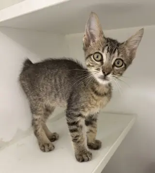 Flufflet