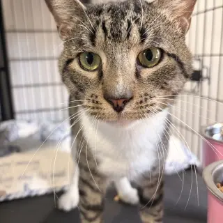 Trevor