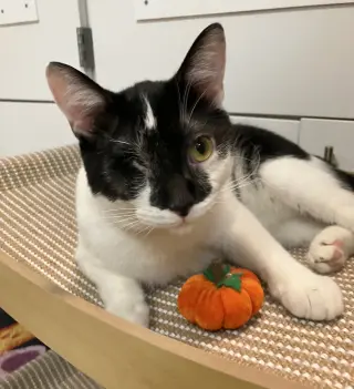 Tux