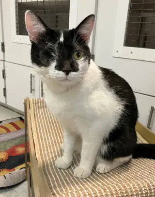 Tux