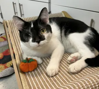Tux