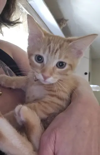 Catalina
