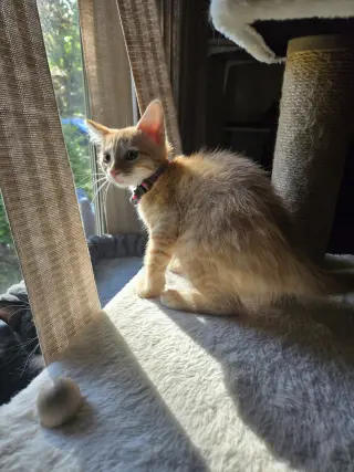 Catalina