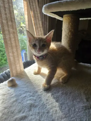 Catalina