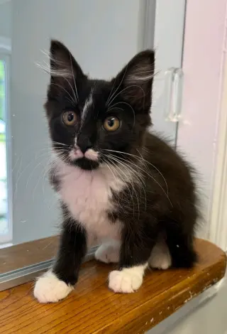 Amelia