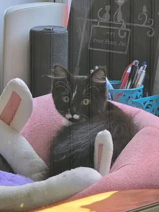 Amelia