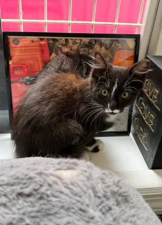 Amelia