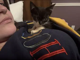 Sylvester