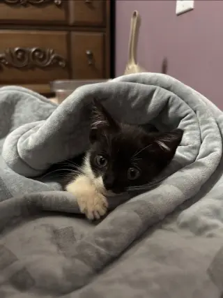 Sylvester