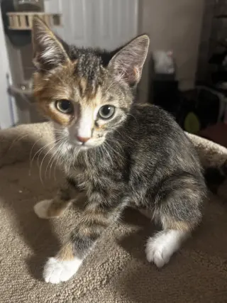 Baguette