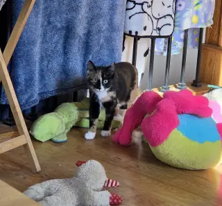 Lola (Available date TBD)