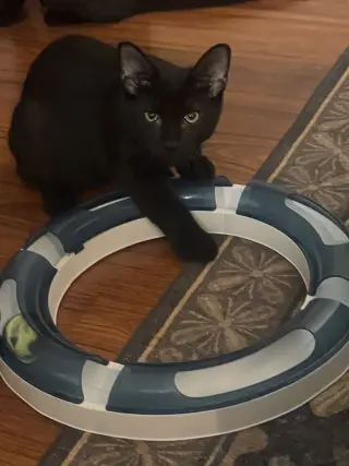 Carbon